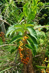 Aegiphila panamensis