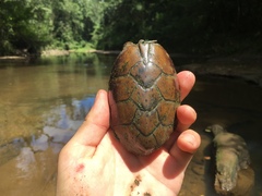 Sternotherus peltifer