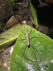Dimorphodes mancus