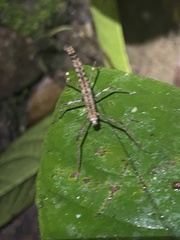 Dimorphodes mancus