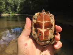 Sternotherus peltifer