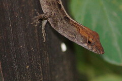Anolis sagrei
