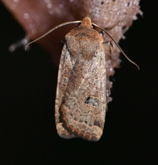 Conistra erythrocephala