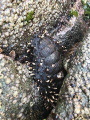 Acanthopleura echinata