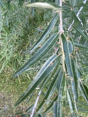 Hippophae rhamnoides