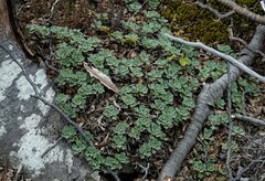 Bolax gummifera