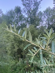 Hippophae rhamnoides