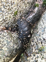 Acanthopleura echinata