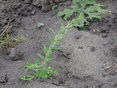 Phyllanthus polygonoides