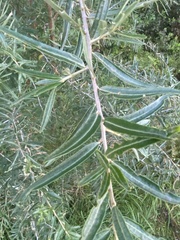 Hippophae rhamnoides