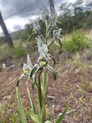 Chloraea magellanica