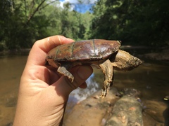 Sternotherus peltifer