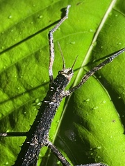 Dimorphodes mancus