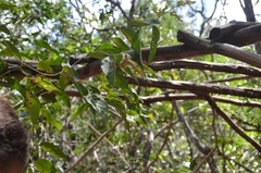 Capparis quiniflora