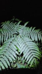 Pteris wallichiana