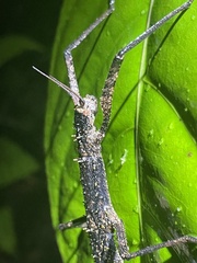 Dimorphodes mancus