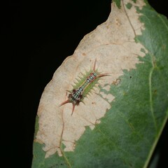 Doratifera quadriguttata