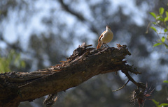 Furnarius leucopus
