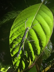 Dimorphodes mancus