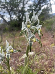 Chloraea magellanica