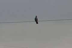 Patagioenas leucocephala