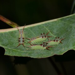 Doratifera quadriguttata