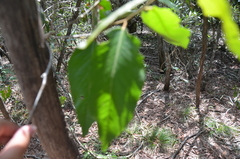 Capparis quiniflora