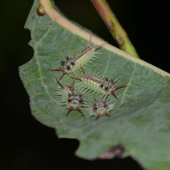 Doratifera quadriguttata