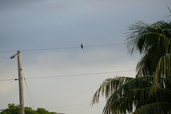 Patagioenas leucocephala