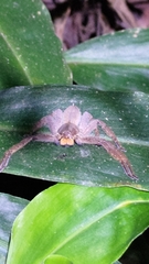 Heteropoda pingtungensis
