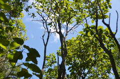 Alstonia balansae