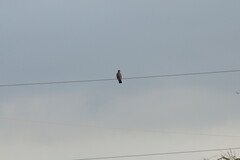 Patagioenas leucocephala