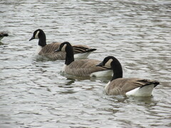 Branta canadensis