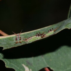 Doratifera quadriguttata