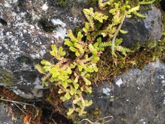 Selaginella douglasii