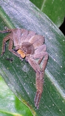Heteropoda pingtungensis