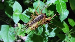 Scutigeromorpha