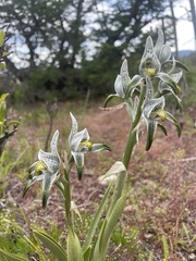 Chloraea magellanica