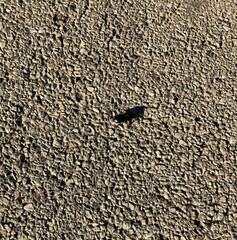 Pasimachus californicus