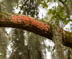 Herpothallon rubrocinctum