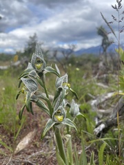 Chloraea magellanica