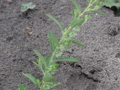 Phyllanthus polygonoides