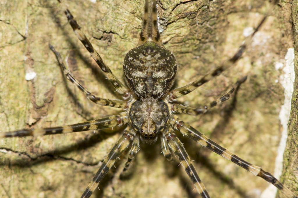 Two-tailed Spiders