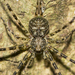 Hersiliidae - Photo (c) biocacheux, algunos derechos reservados (CC BY-NC), uploaded by Iván Montes de Oca Cacheux
