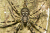Two-tailed Spiders - Photo (c) Iván Montes de Oca Cacheux, some rights reserved (CC BY-NC), uploaded by Iván Montes de Oca Cacheux