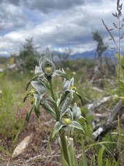 Chloraea magellanica