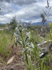 Chloraea magellanica