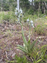 Chloraea magellanica
