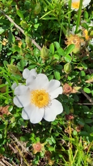 Rosa bracteata