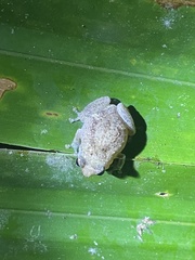 Oreophryne frontifasciata